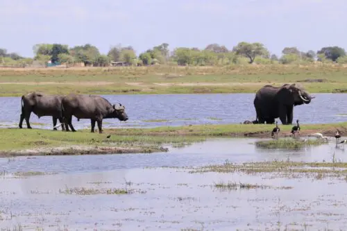 Hoogtepunten Botswana en Zimbabwe