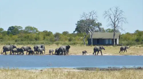 Olifanten in Botswana, Nogatsaa Pans