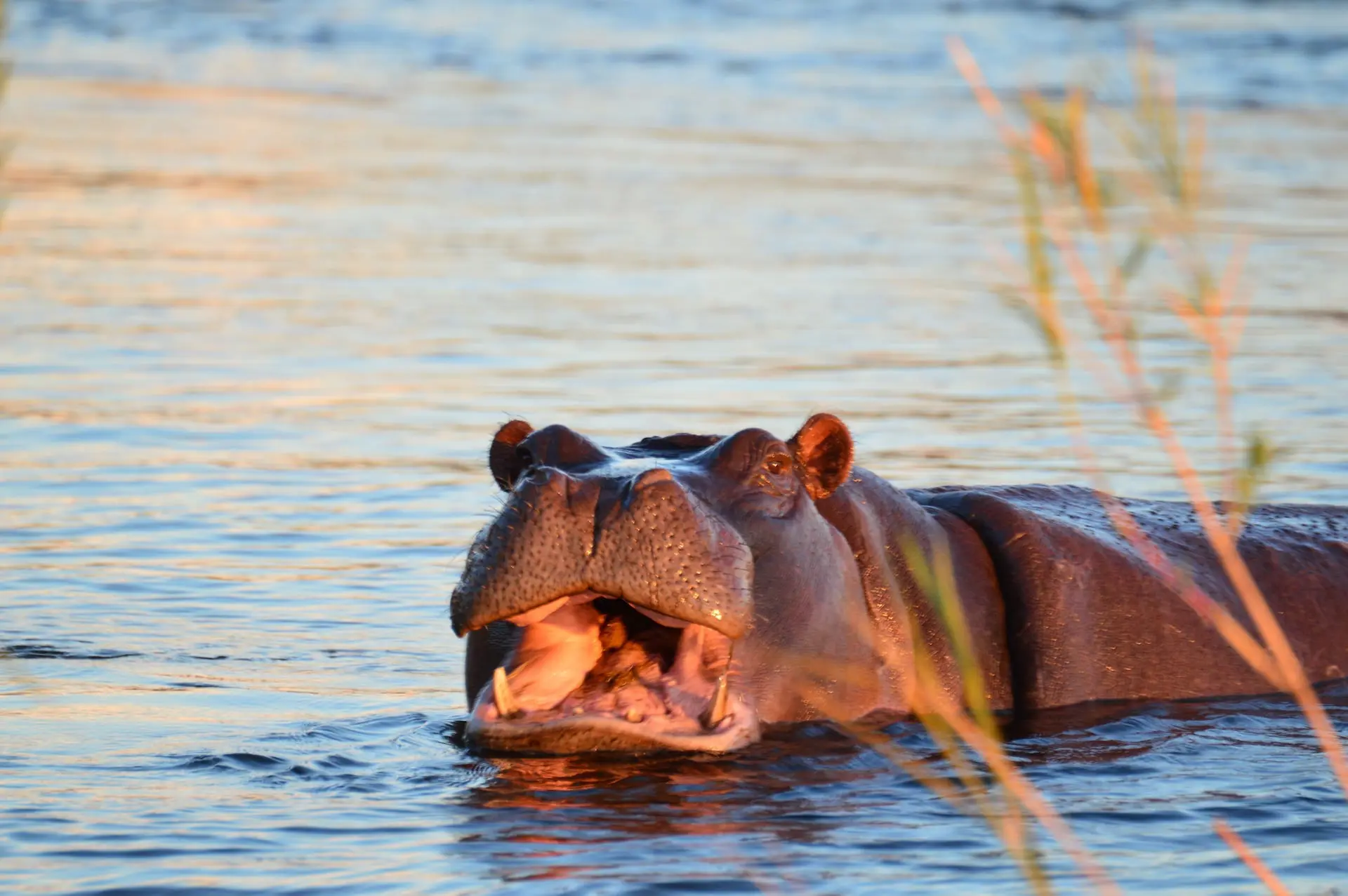 Boottocht in Victoria Falls # FOTO 1 - Victoria Falls boottocht DSC_0225