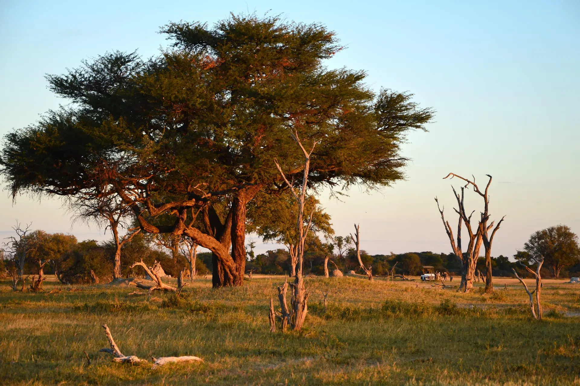 Sundowner in Hwange # FOTO 7 - Safari Hwange Camelthorn0088