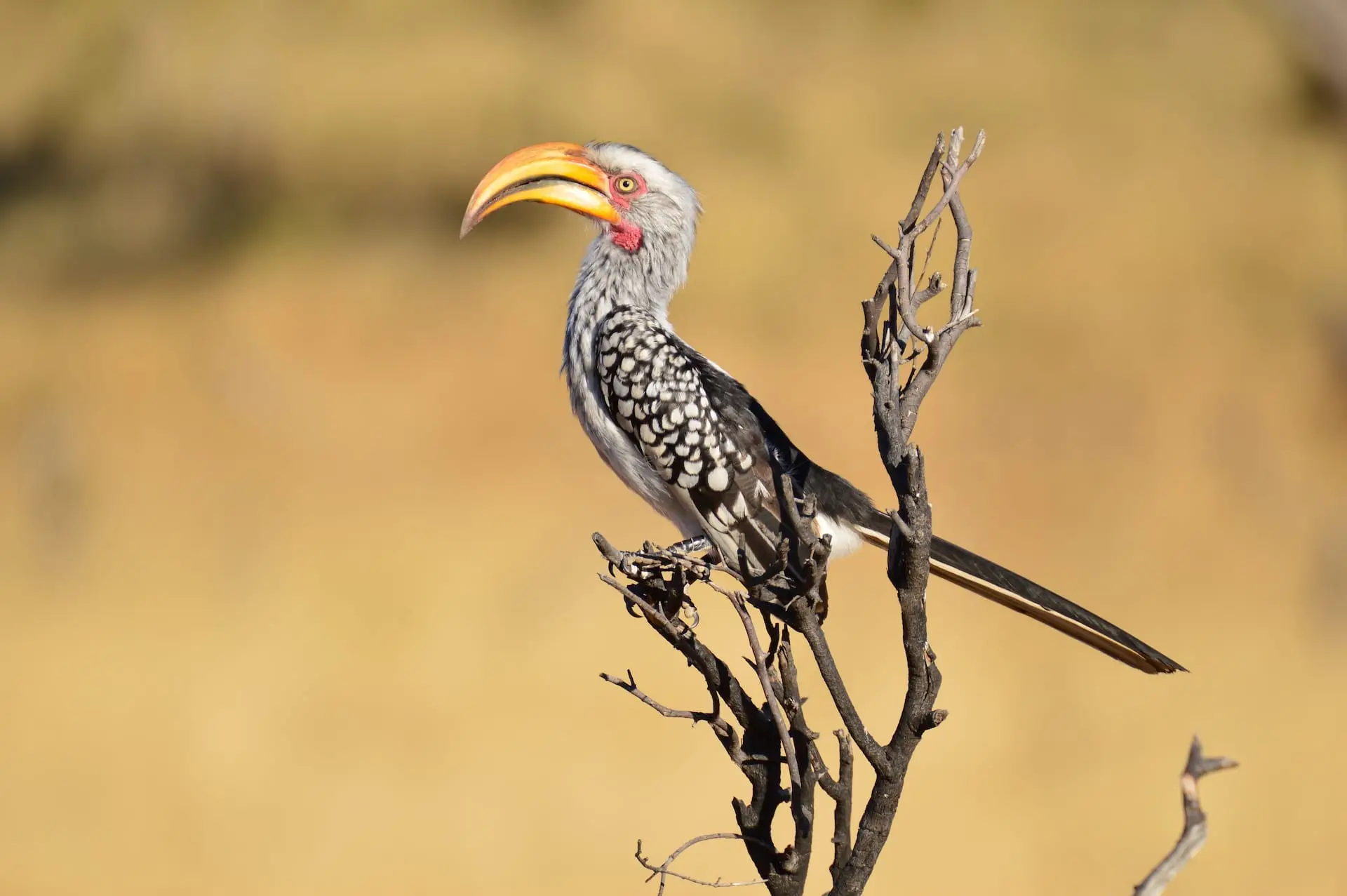 Yellow Billed Hornbill # FOTO 8 - DSC_0052