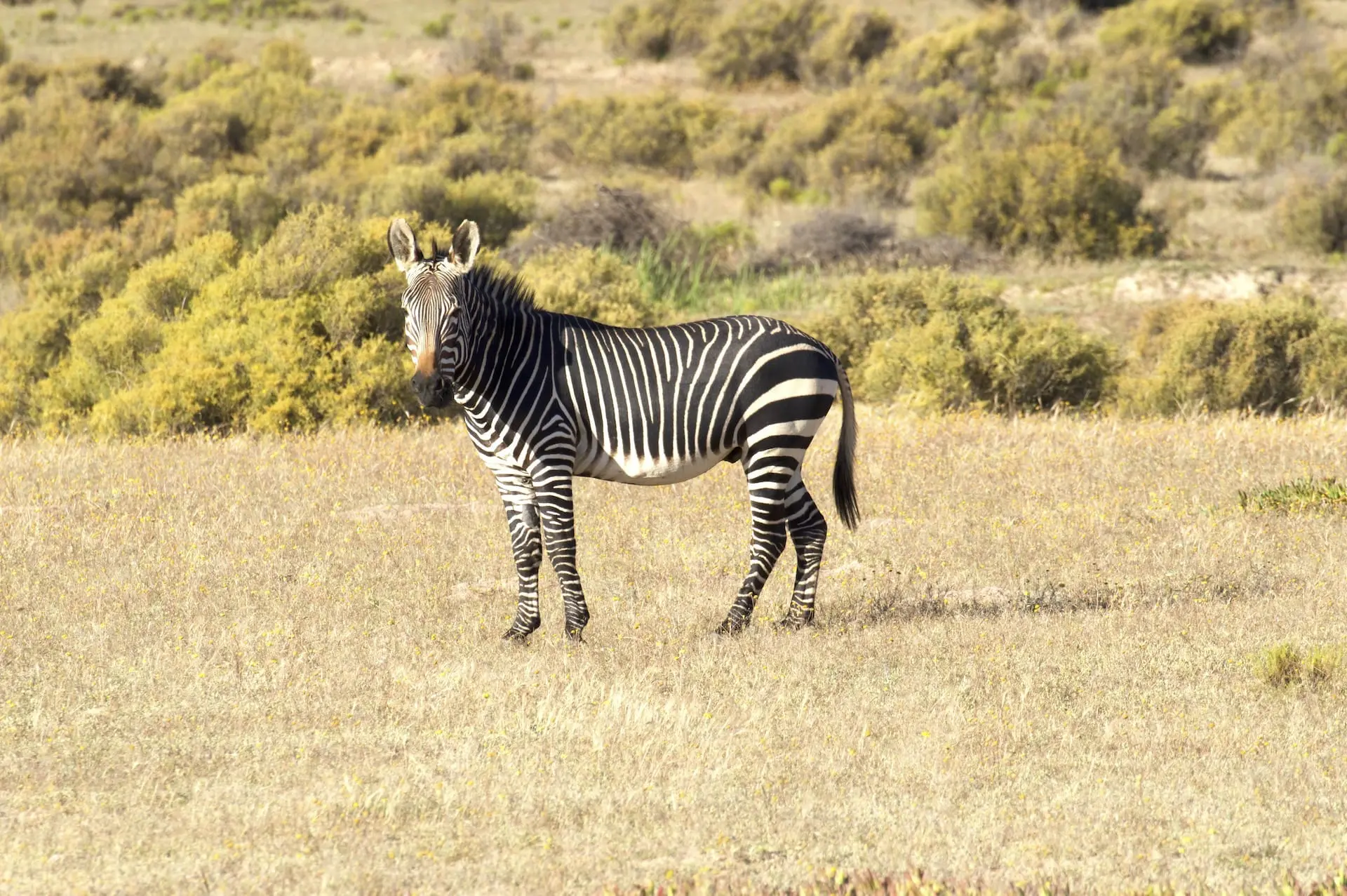 Cape Mountain Zebra # FOTO - DSC_0230_2