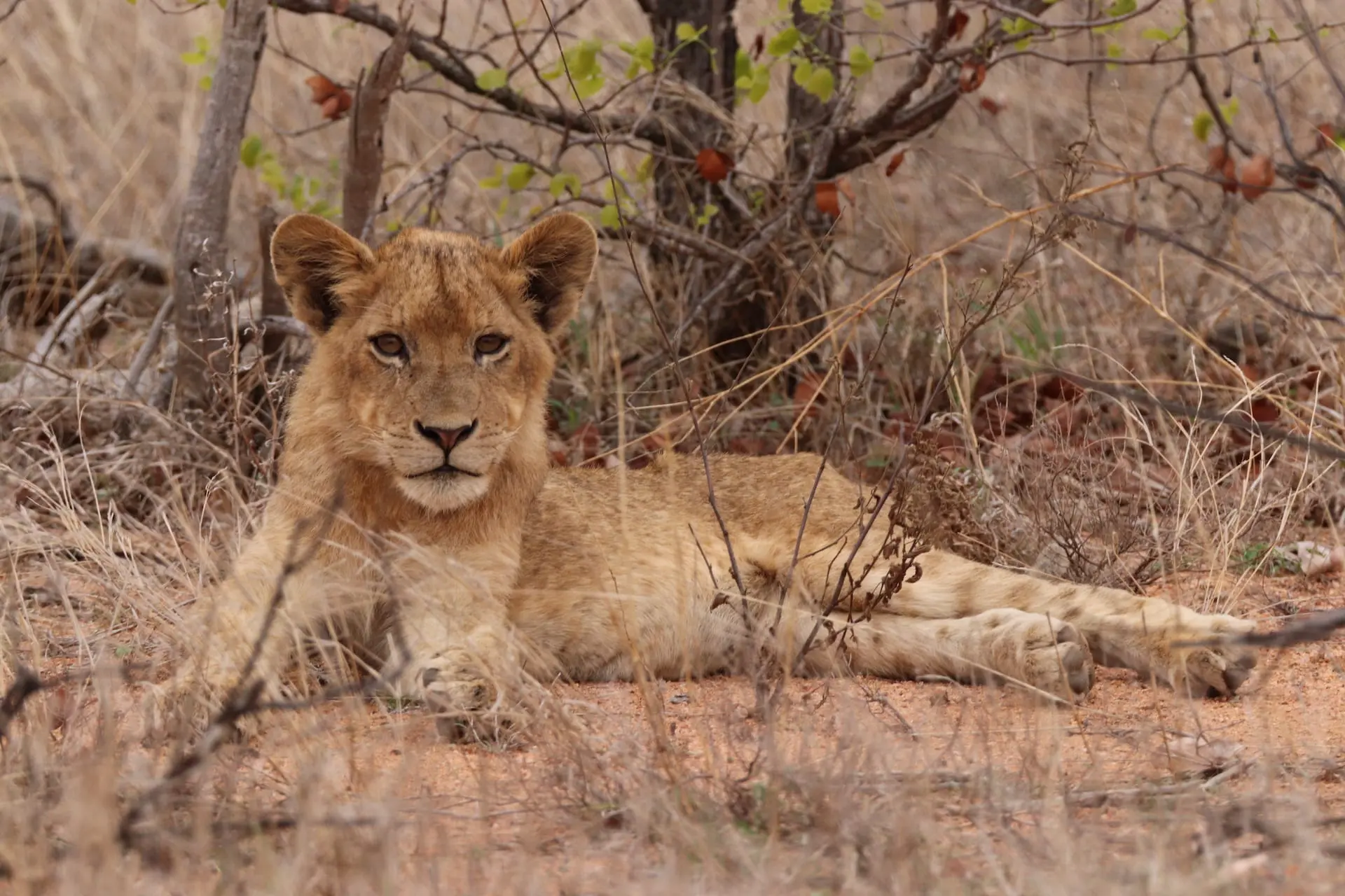 Klaserie Game Reserve # FOTO - Klaserie - IMG_8946