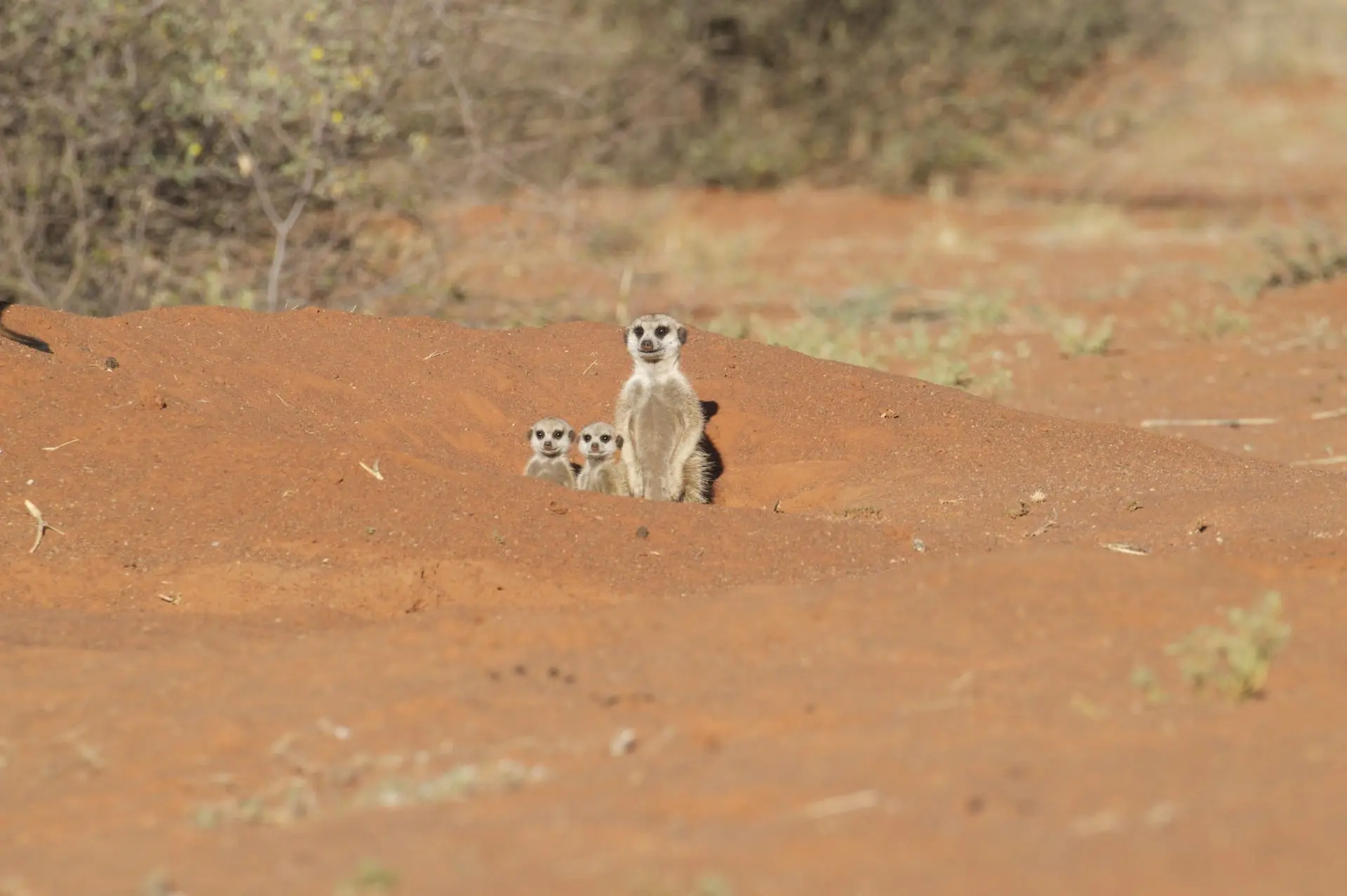 Stokstaartjes nabij Oudtshoorn # FOTO - Stokstaartjes - DSC_0140 (2)