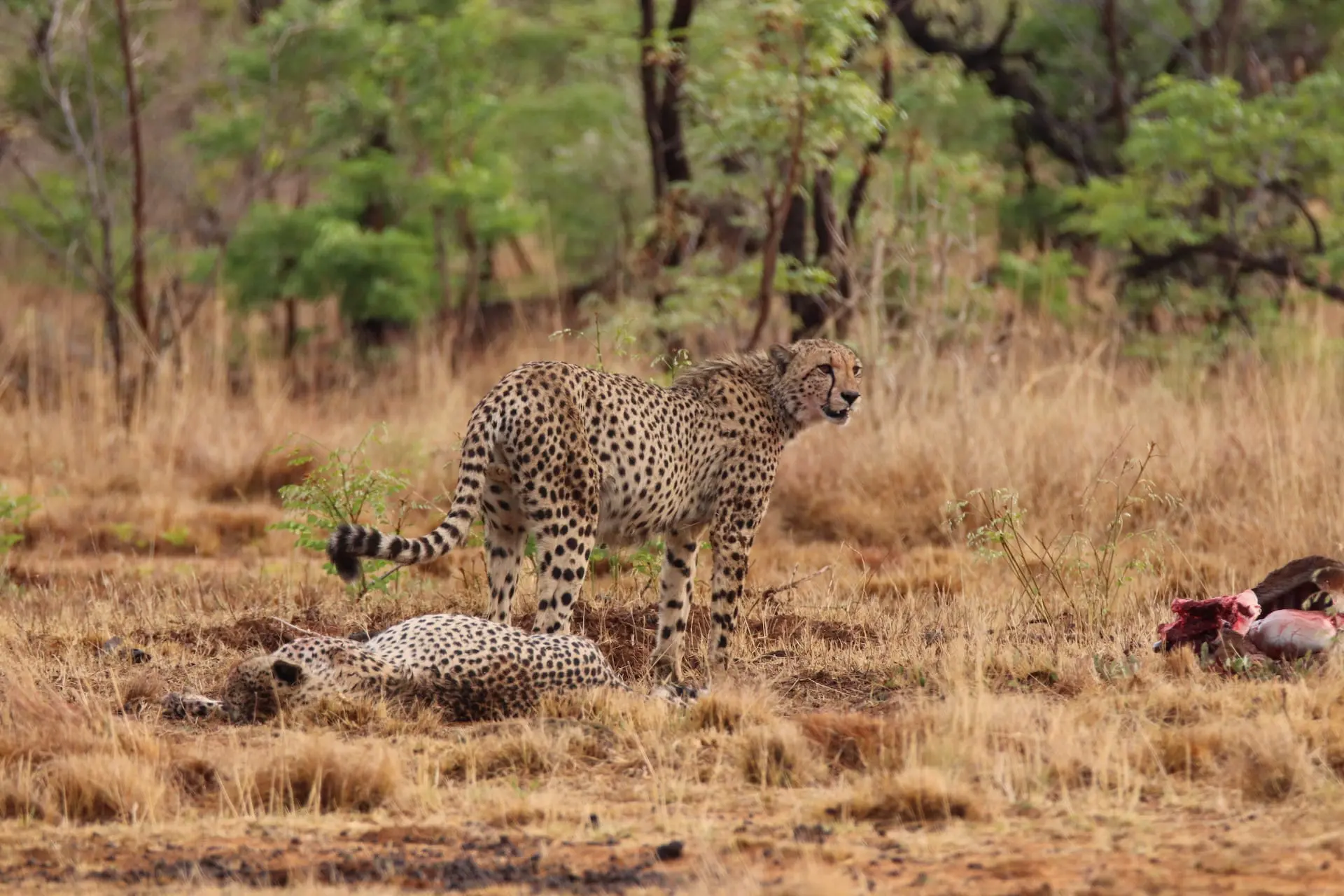 Welgevonden Reservaat # FOTO - Welgevonden - IMG_8624