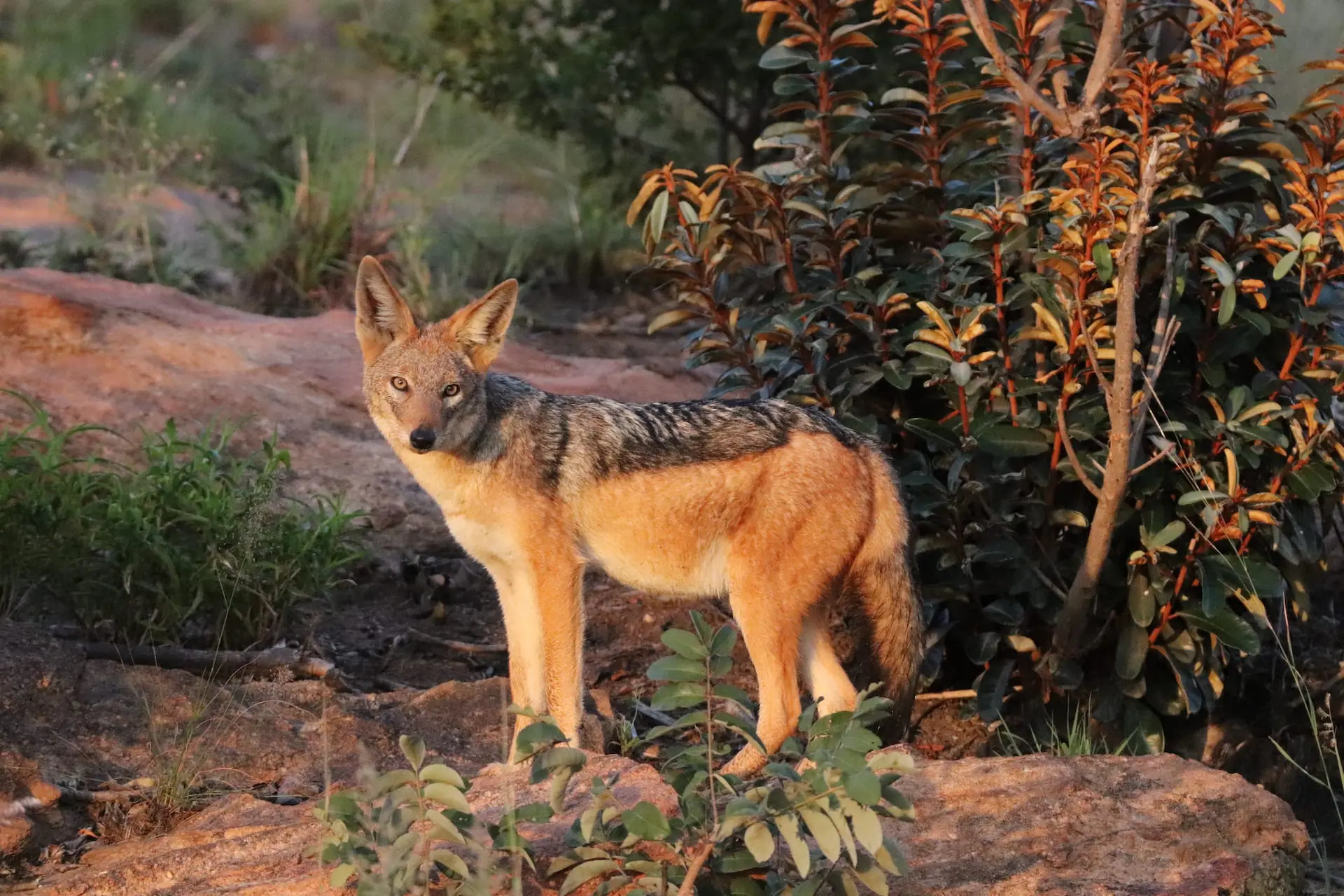 Welgevonden Reservaat # FOTO - ZA - Kololo-Welgevonden - 2018 - IMG_2576