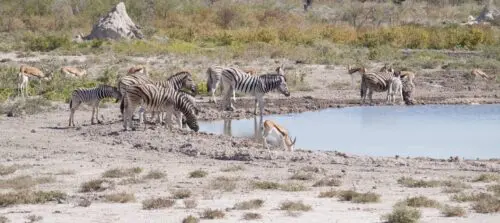 # KOPFOTO - NAM Etosha waterplaats met dieren 2015