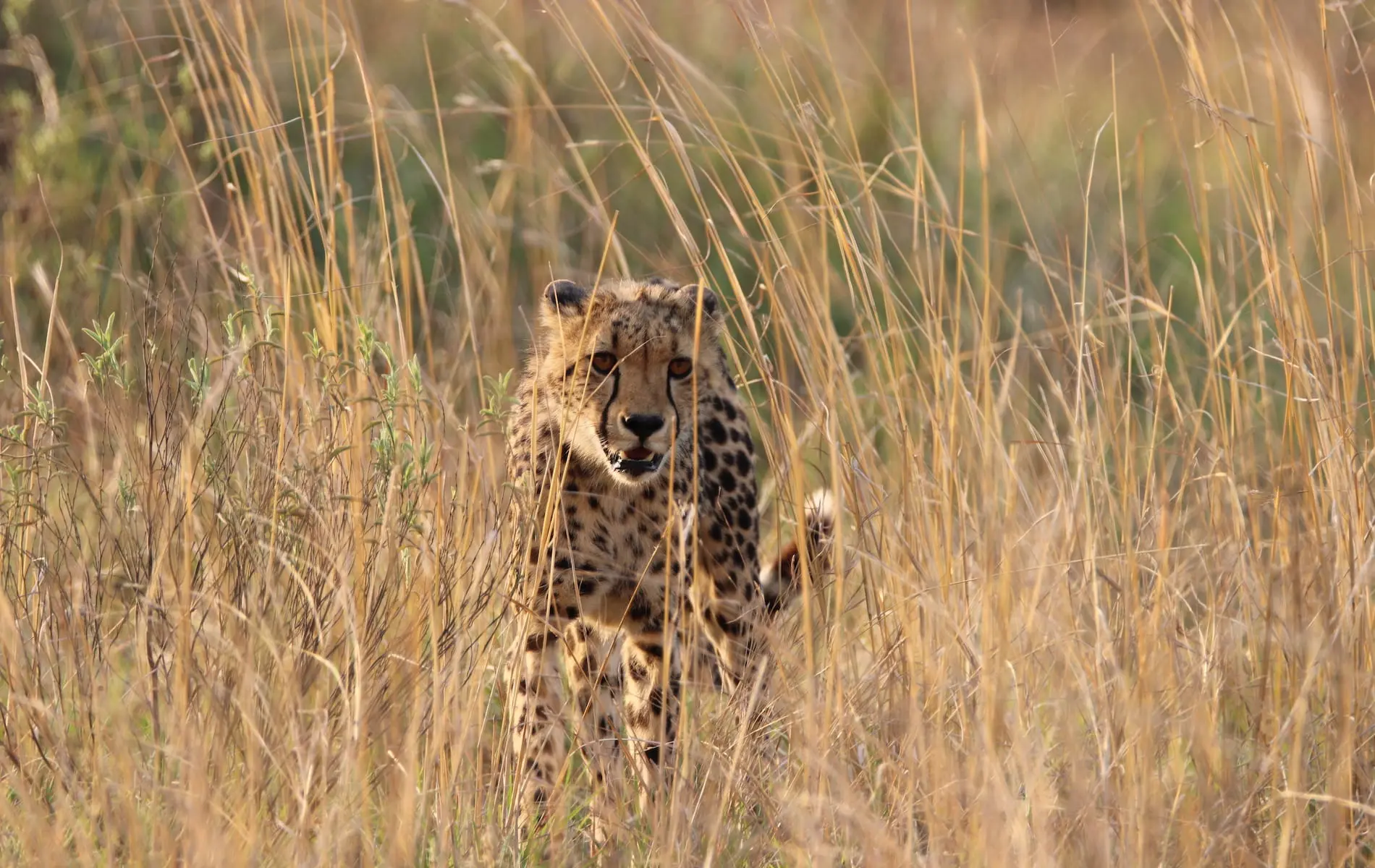# KOPFOTO - Nkomazi - IMG_9210