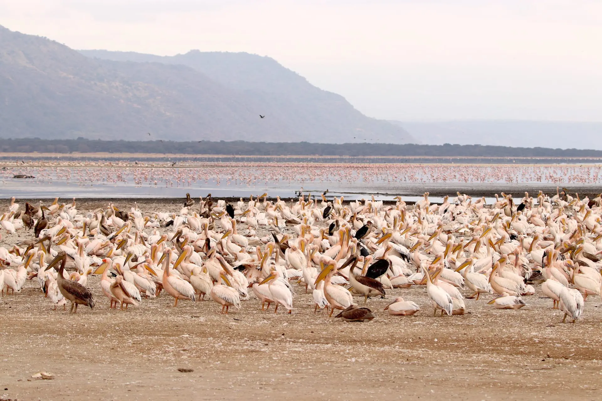 Lake Manyara National Park # FOTO - Lake Manyara NP - IMG_0659