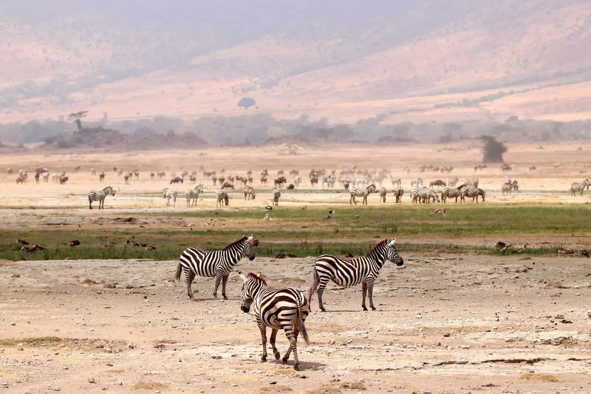 Ngorongoro Krater # FOTO - Ngorongoro Krater - IMG_1044