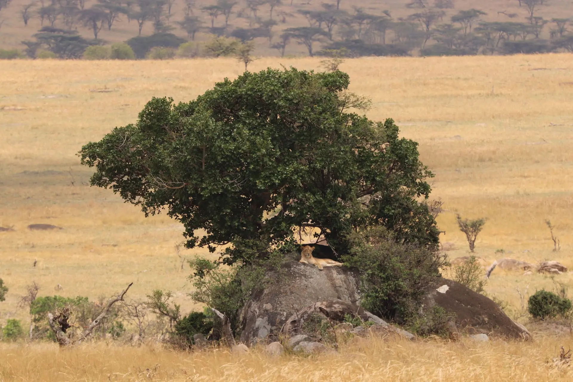 Serengeti National Park # FOTO - Serengeti Noord - IMG_1705