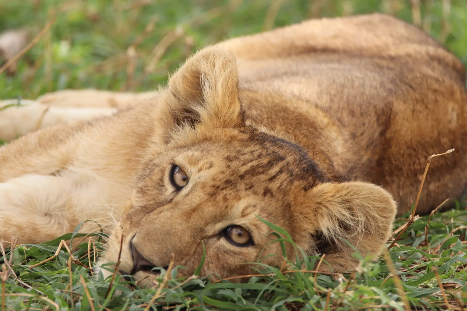Serengeti National Park # FOTO - Serengeti Seronera - IMG_1418