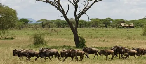 Safari en strand in Tanzania