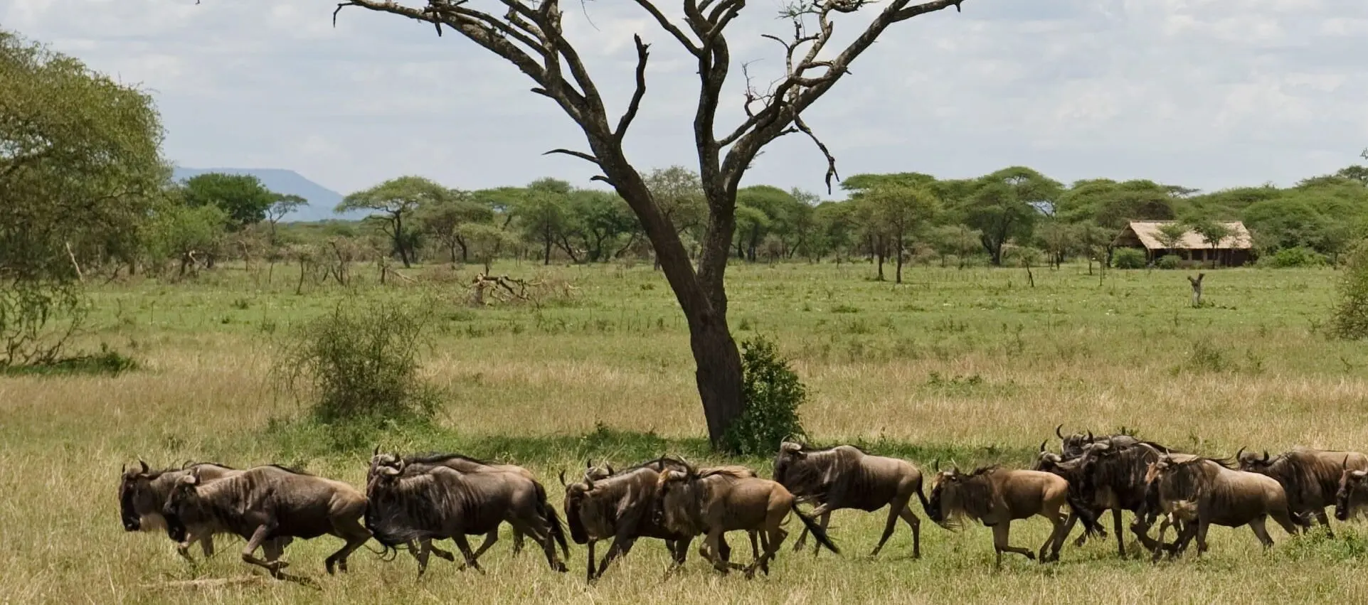 Safari en strand in Tanzania