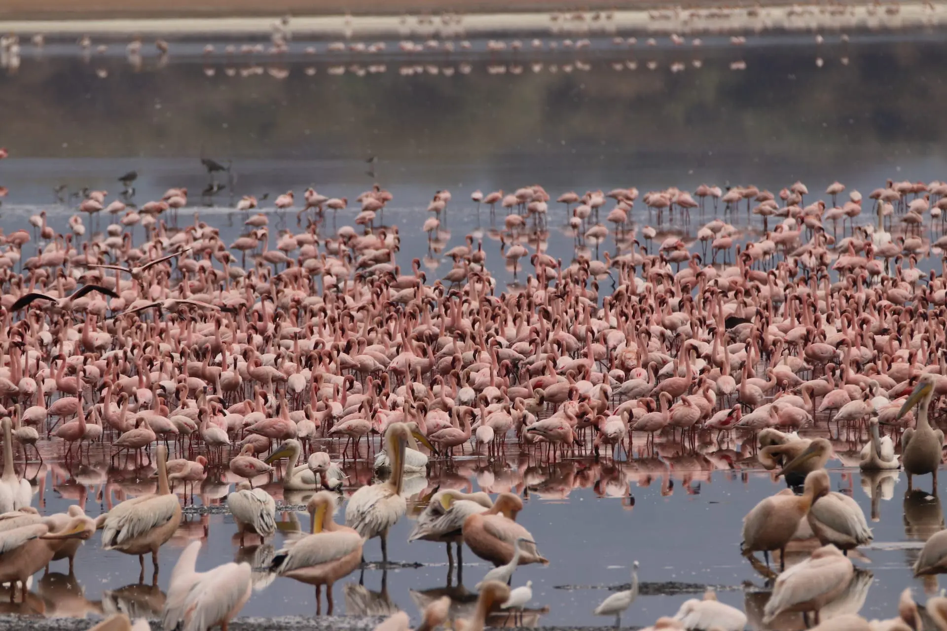 Lake Manyara National Park TZ 4 - Lake Manyara NP - IMG_0755