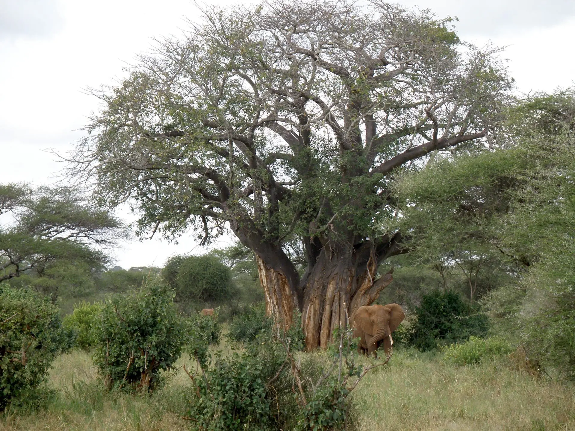 Tarangire National Park