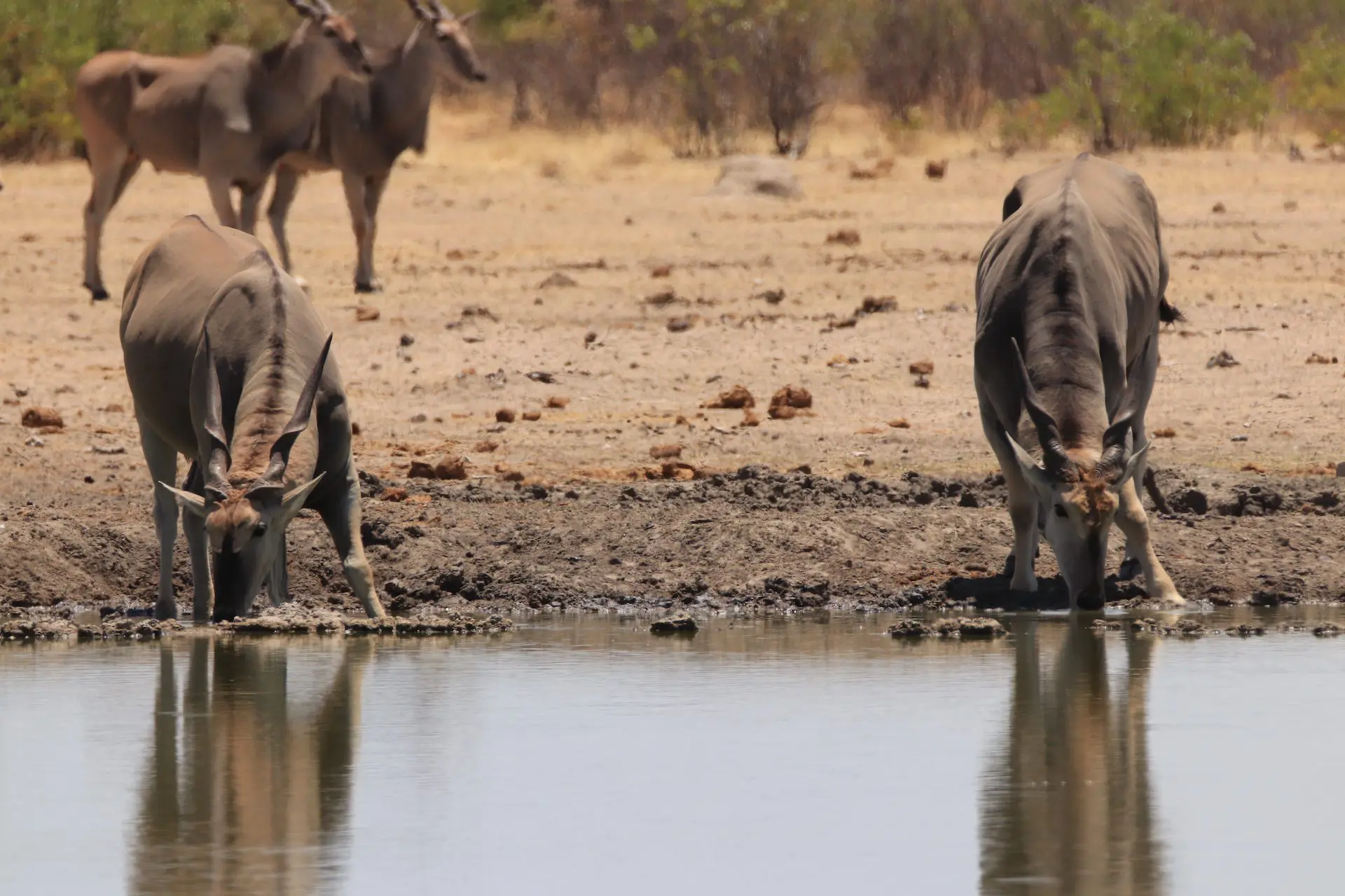 Etosha National Park Etosha National Park