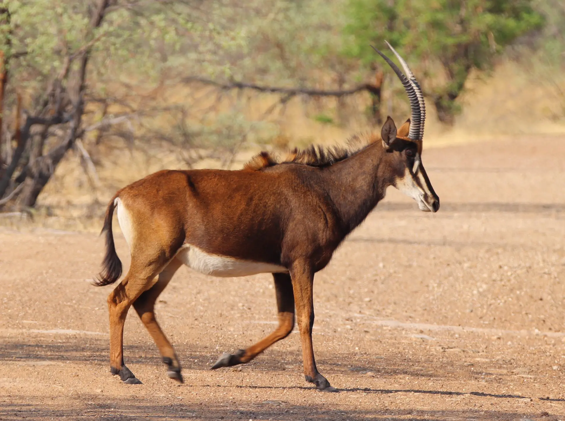 Roan Antilope in het Mahango Game Reserve Roan Antilope in het Mahango Game Reserve