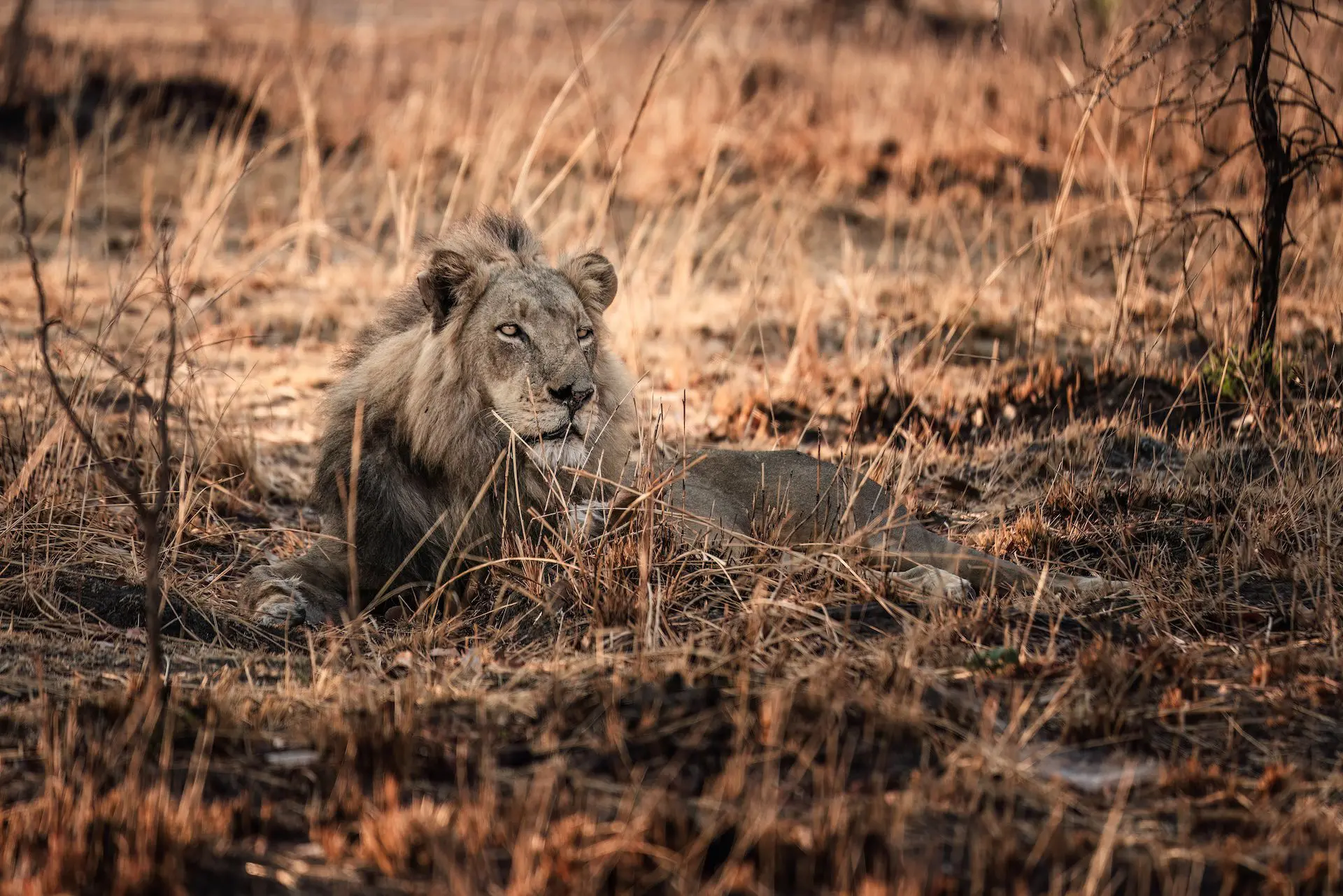 Leeuw in het Kafue National Park