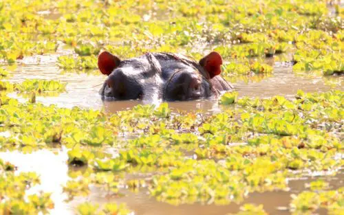Machtige rivieren in Zambia met TravelMood