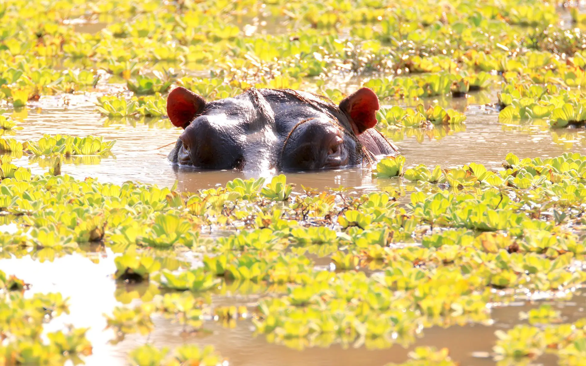 Machtige rivieren in Zambia met TravelMood