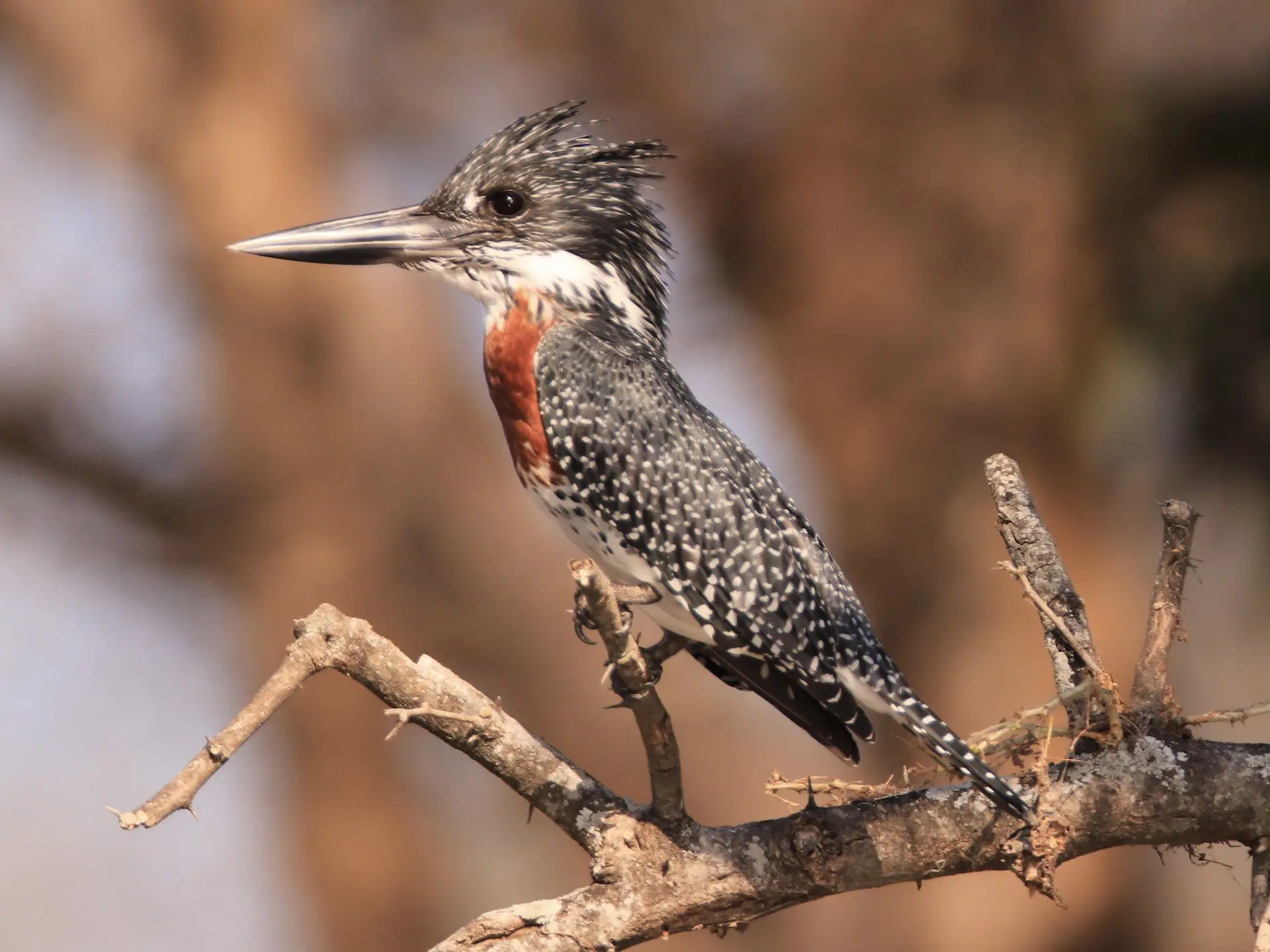 Reuzenijsvogel in het Lower Zamebezi National Park