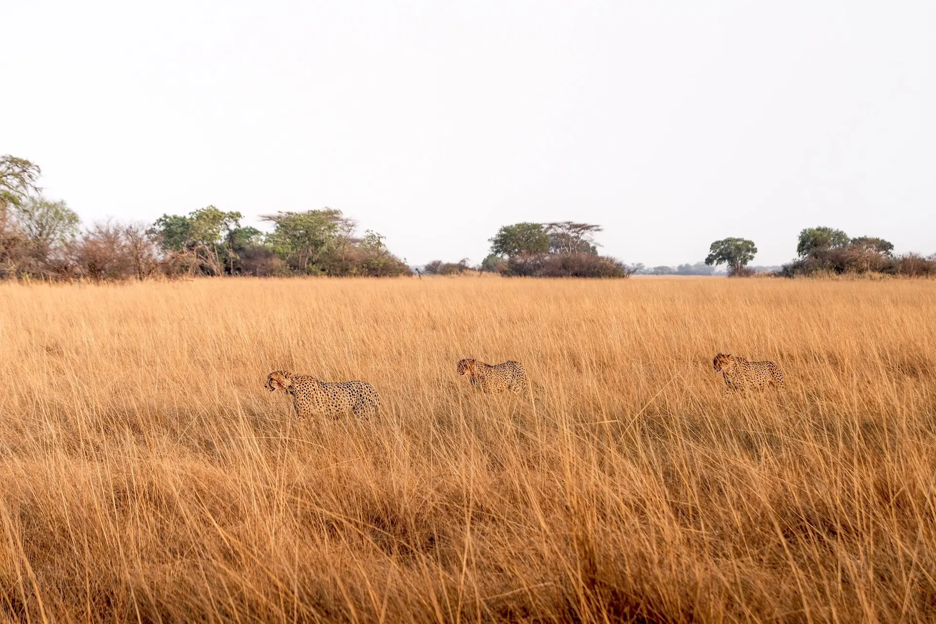 Weidse vlaktes in de Busanga Plains Weidse vlaktes in de Busanga Plains