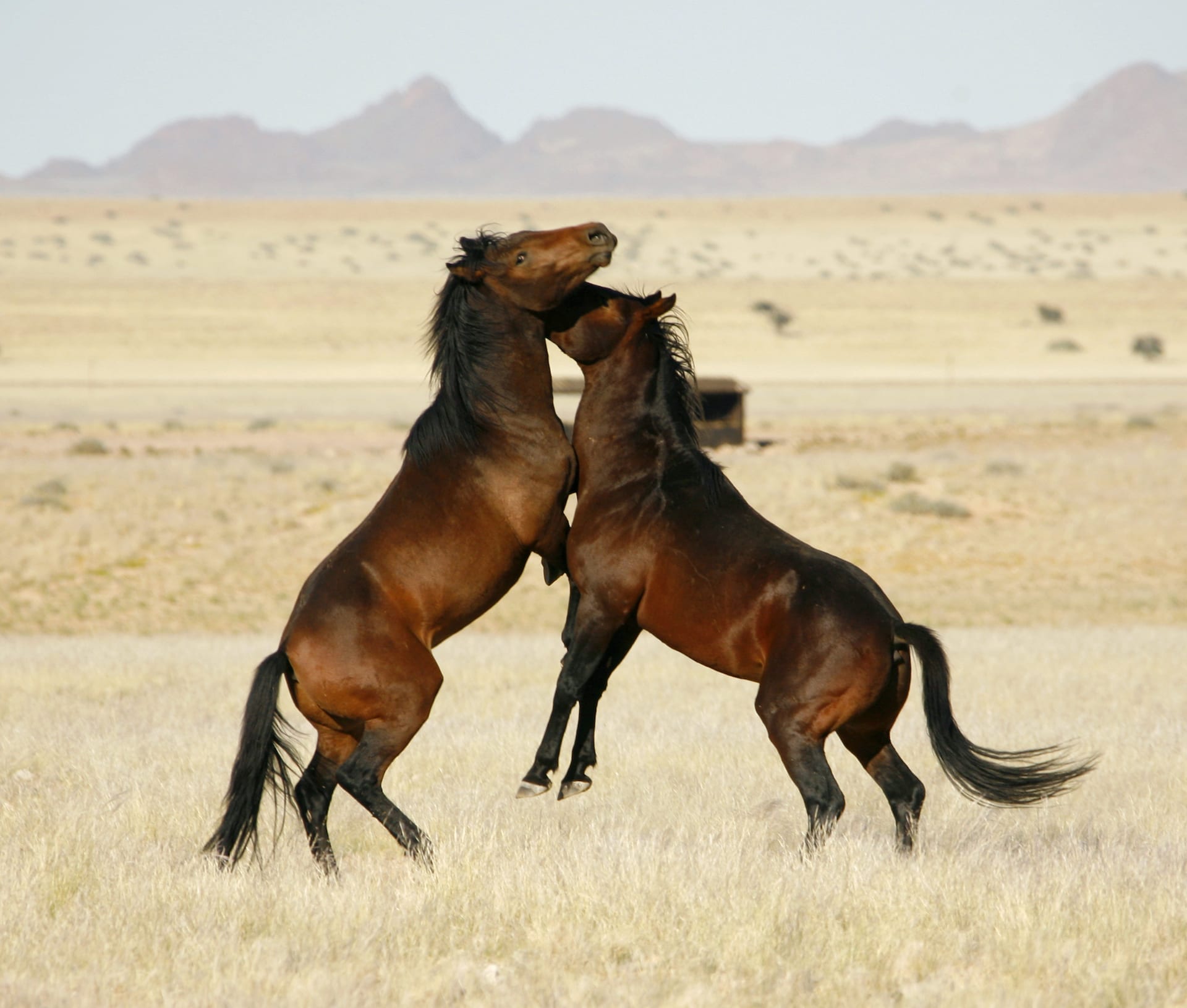Wilde paarden nabij Aus