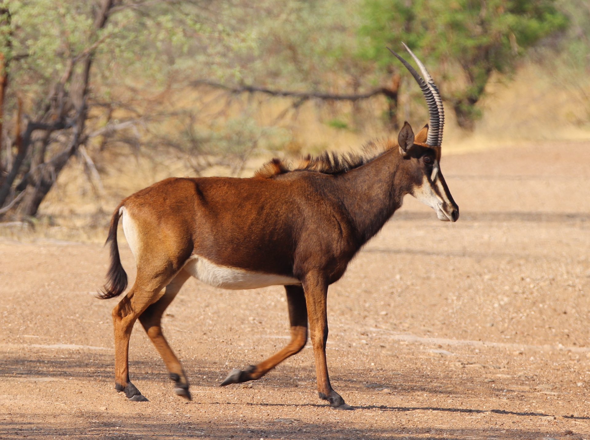 Roan Antilope in het Mahango Game Reserve