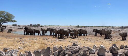 Op Safari in Namibië